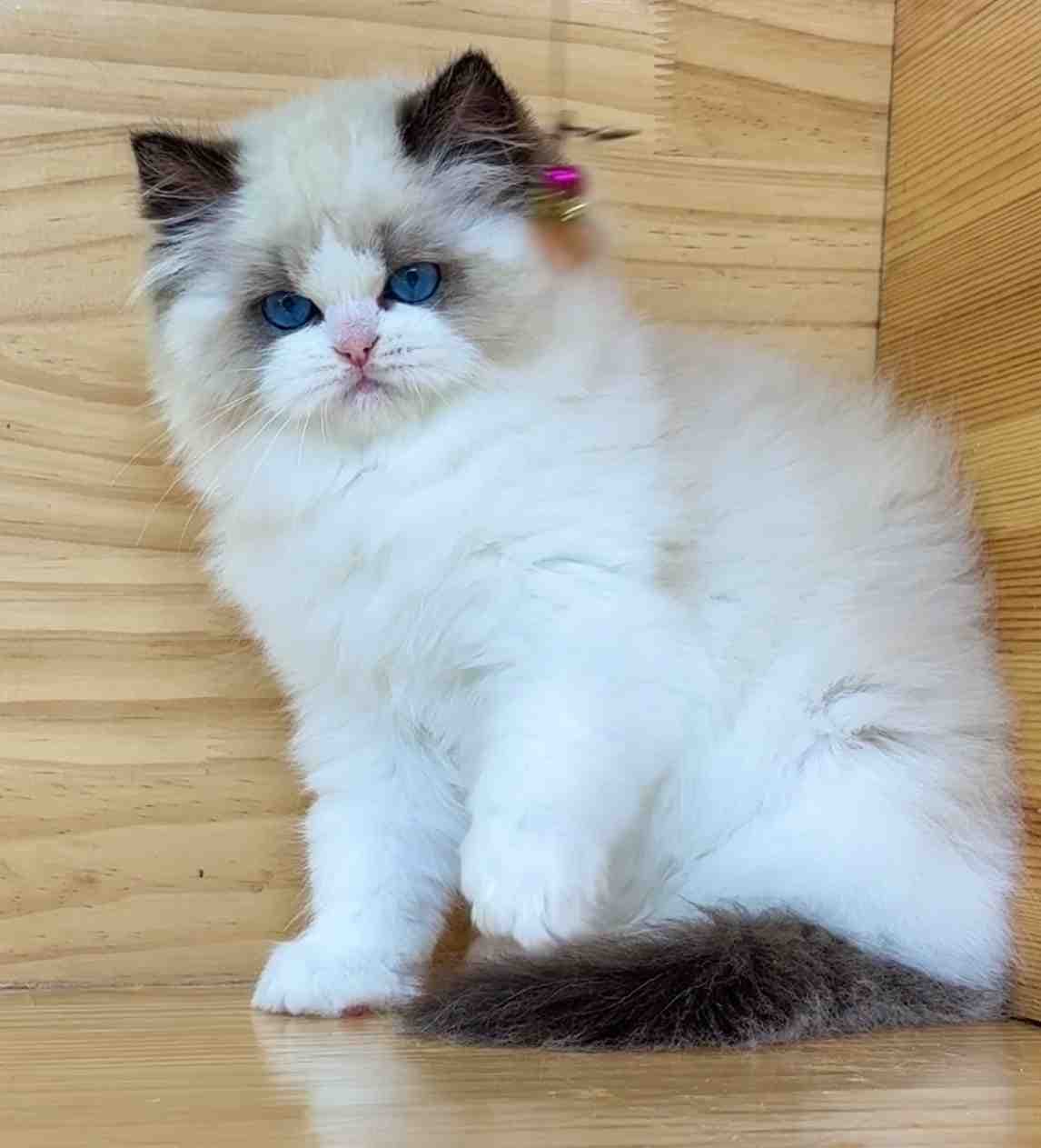 Cat close-up