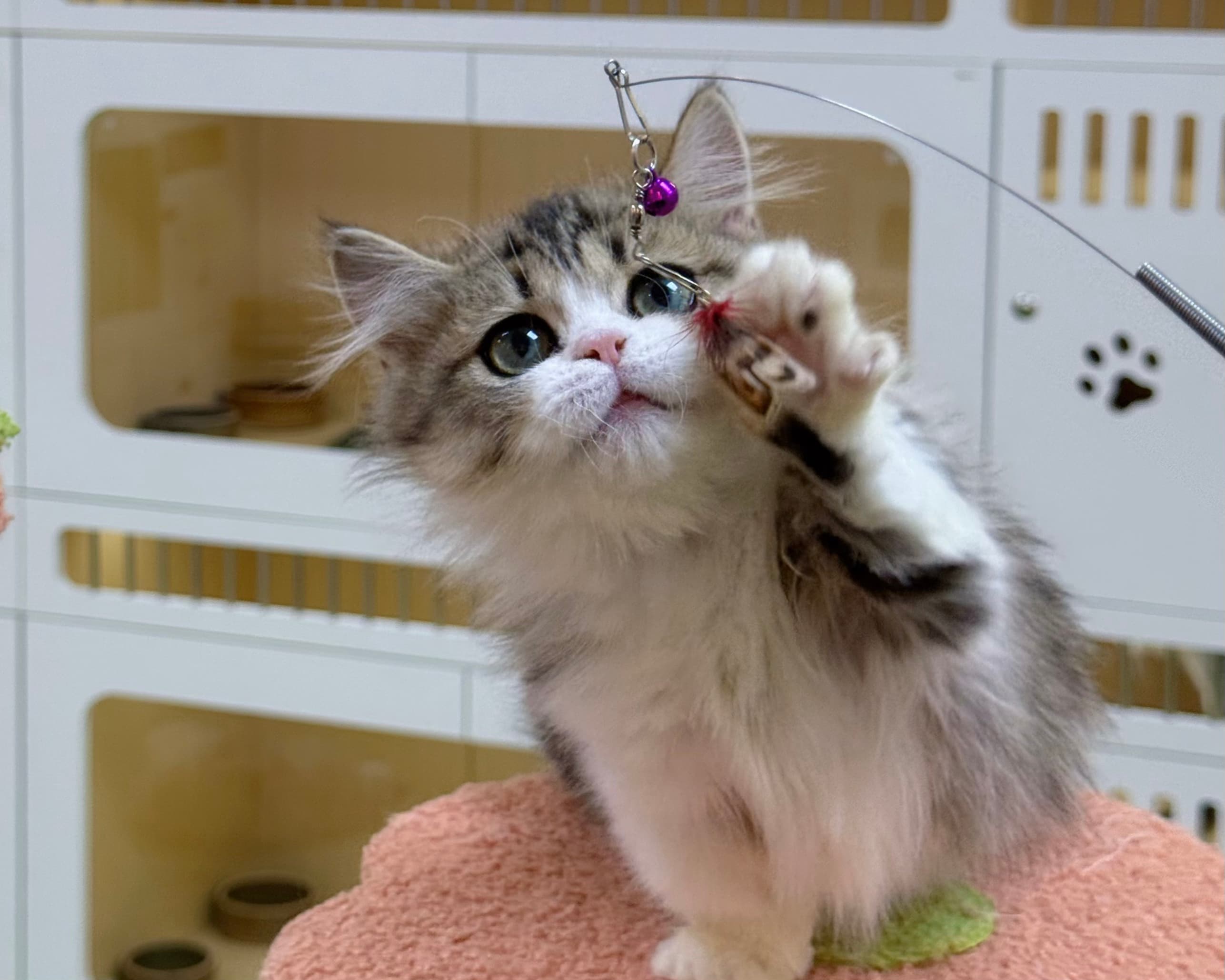 Cat playing